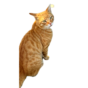 A Charming Ginger Cat With Green Eyes Sitting On A Sunlit Patio Looking Curious. 15941 - Cat PNG image with transparent background